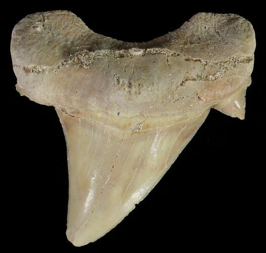 Otodus Shark Tooth Fossil - Eocene #67207